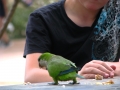 zvědavý papouch