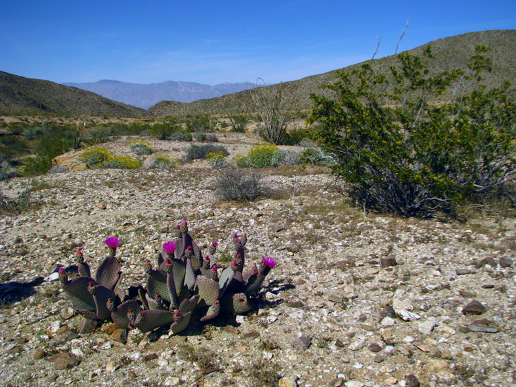 Sonora desert